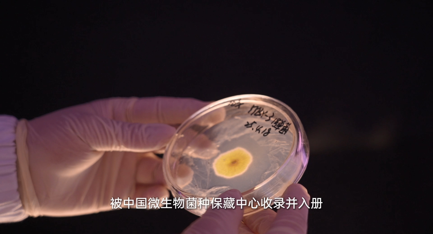 金花菌2.png 金花菌2.png
